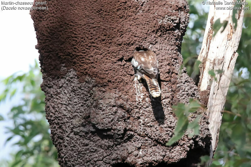 Laughing Kookaburraadult, habitat, Reproduction-nesting