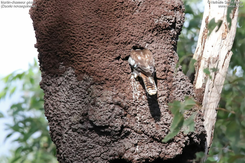 Laughing Kookaburraadult, habitat, Reproduction-nesting