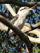 Laughing Kookaburra