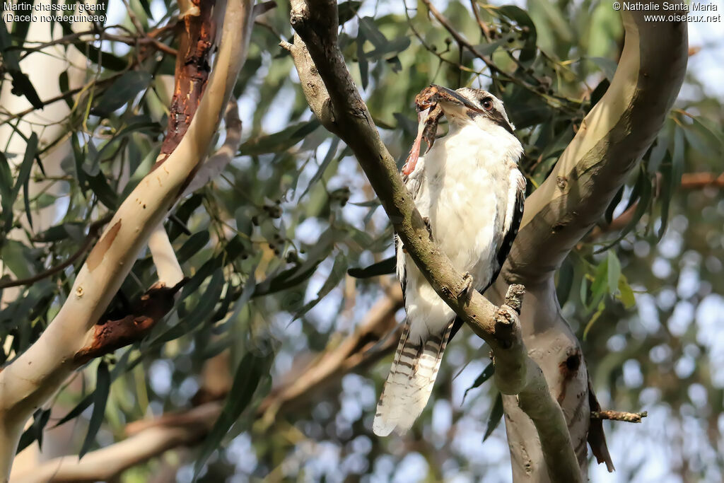 Laughing Kookaburraadult, identification, feeding habits