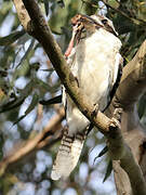 Laughing Kookaburra