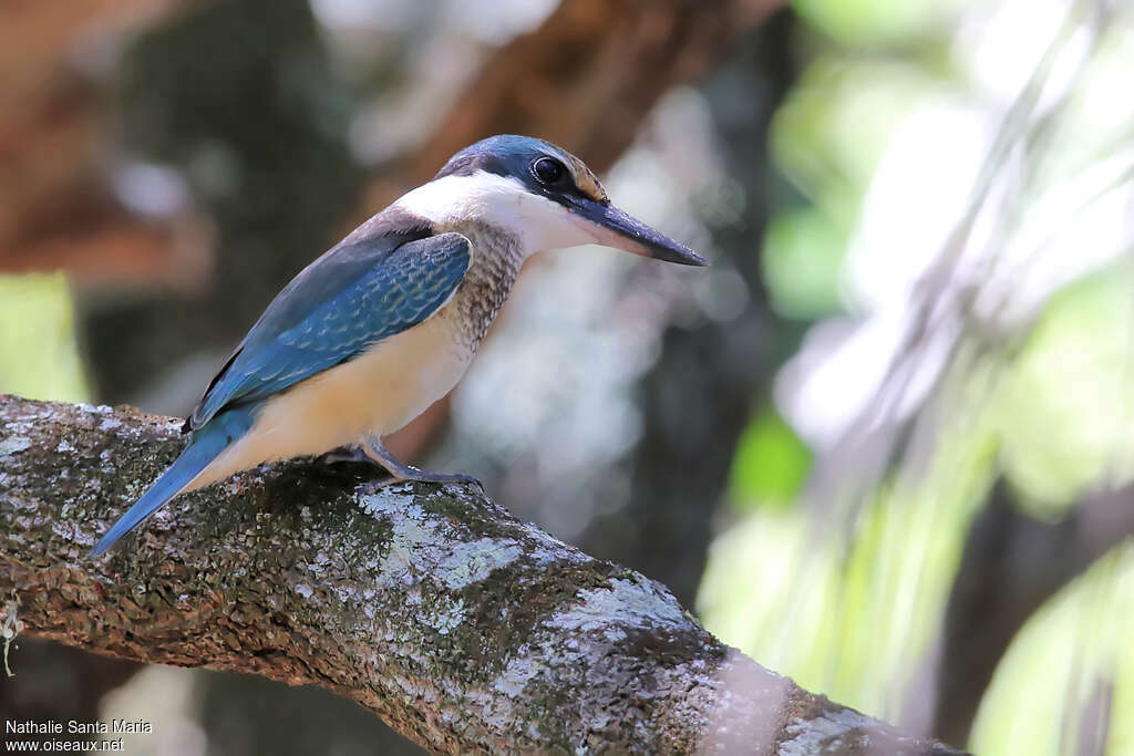 Sacred Kingfisherjuvenile