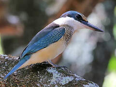 Sacred Kingfisher