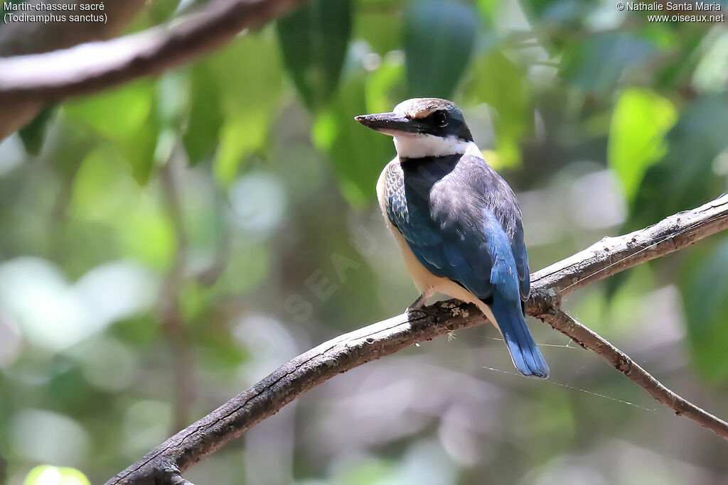 Martin-chasseur sacréjuvénile, identification