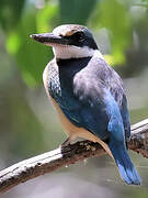 Sacred Kingfisher