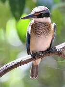 Sacred Kingfisher