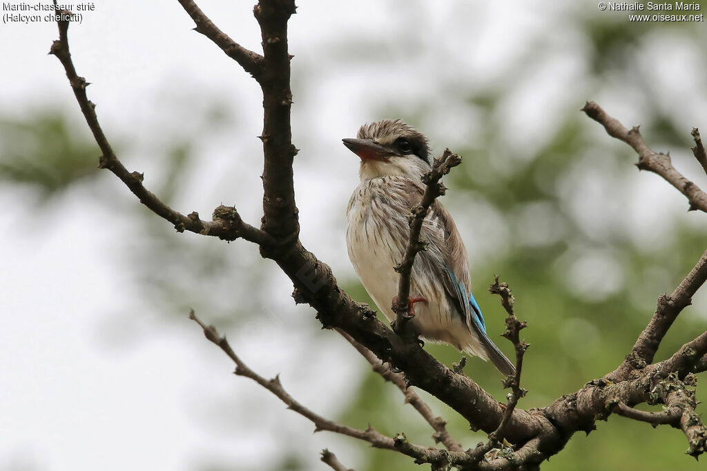 Martin-chasseur striéadulte, identification, habitat