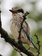 Striped Kingfisher