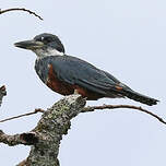 Martin-pêcheur à ventre roux