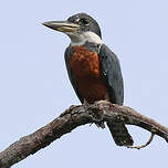 Martin-pêcheur à ventre roux