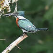 Martin-pêcheur d'Amazonie
