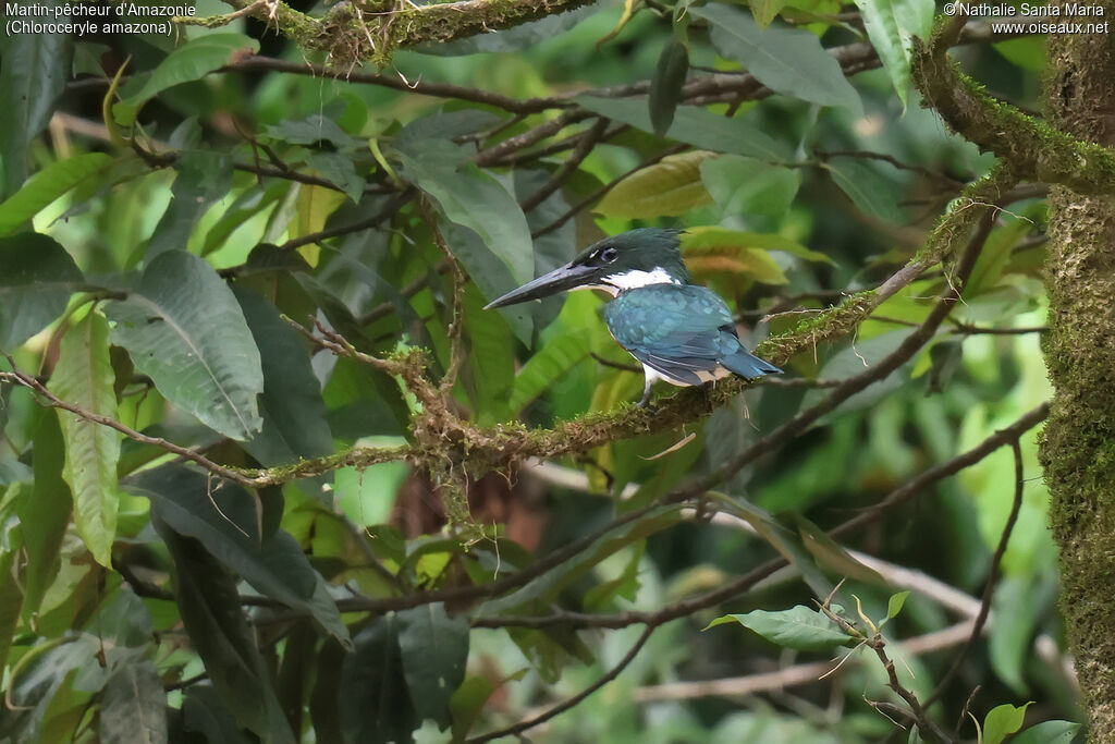 Martin-pêcheur d'Amazonieadulte, identification