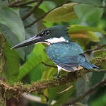 Martin-pêcheur d'Amazonie