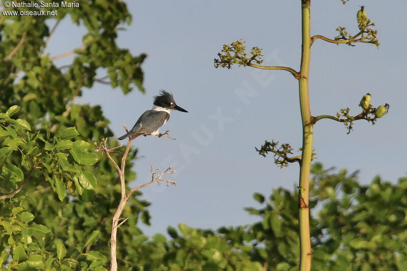 Belted Kingfisher male adult, identification