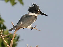 Belted Kingfisher