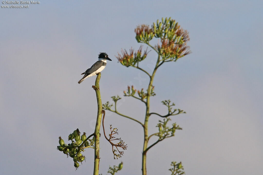 Belted Kingfisher male adult, identification