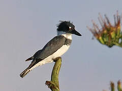 Belted Kingfisher