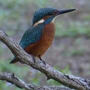 Common Kingfisher