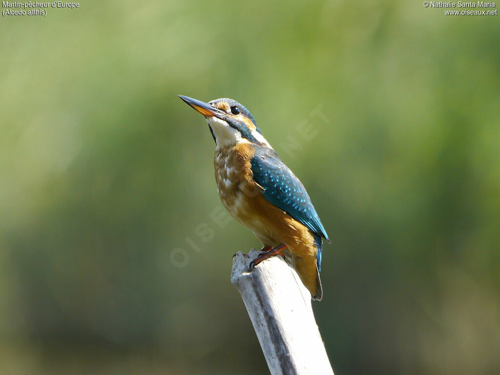 Martin-pêcheur d'Europe femelle immature