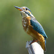 Common Kingfisher