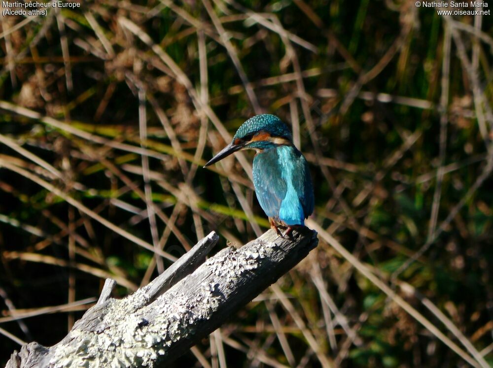 Common Kingfisher male adult