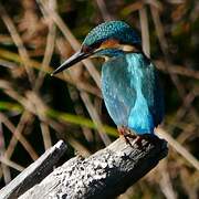 Common Kingfisher