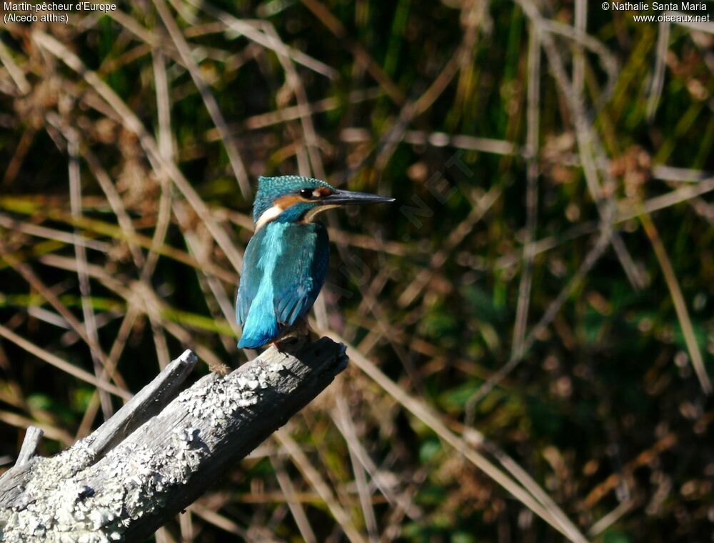 Common Kingfisher male adult