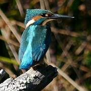 Common Kingfisher