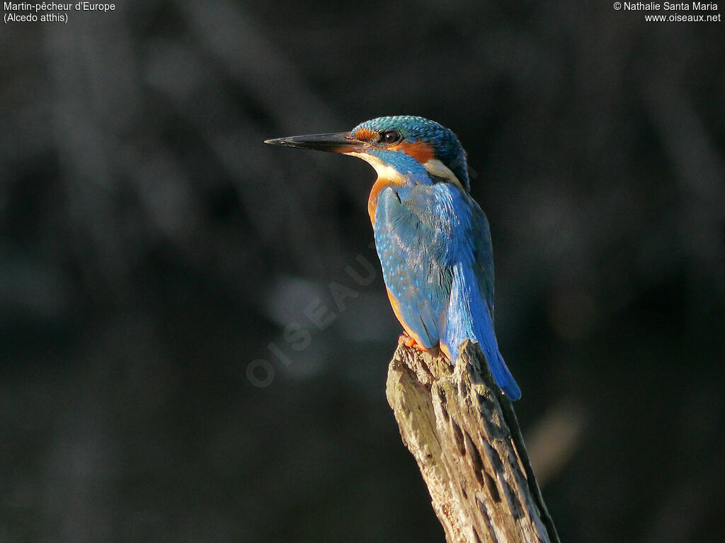 Common Kingfisher female adult, identification