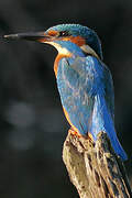 Common Kingfisher