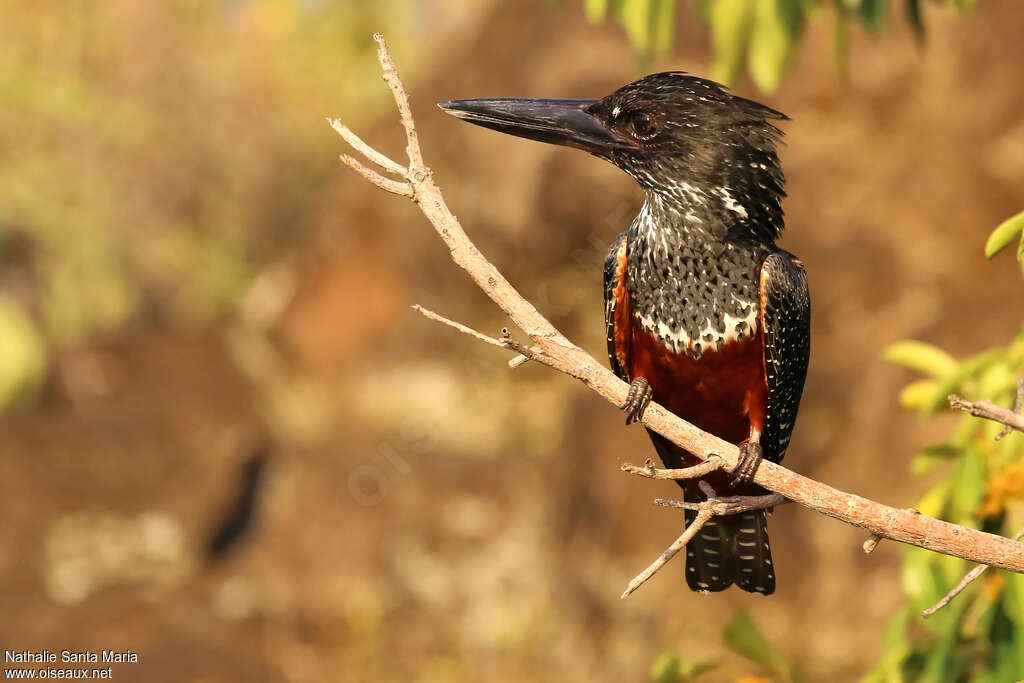 Giant Kingfisher female adult