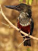 Giant Kingfisher