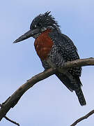 Giant Kingfisher