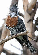 Giant Kingfisher