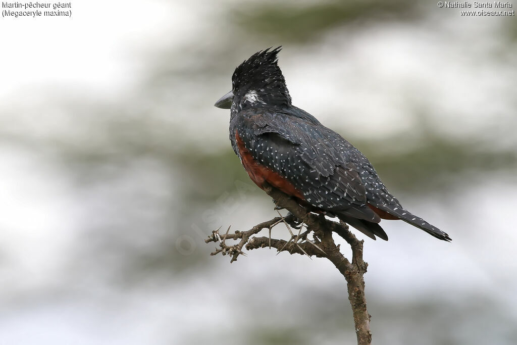 Martin-pêcheur géant mâle adulte, identification