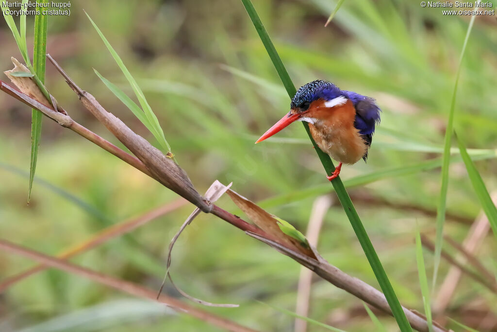 Martin-pêcheur huppéadulte, identification, habitat, pêche/chasse