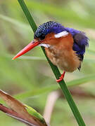 Malachite Kingfisher