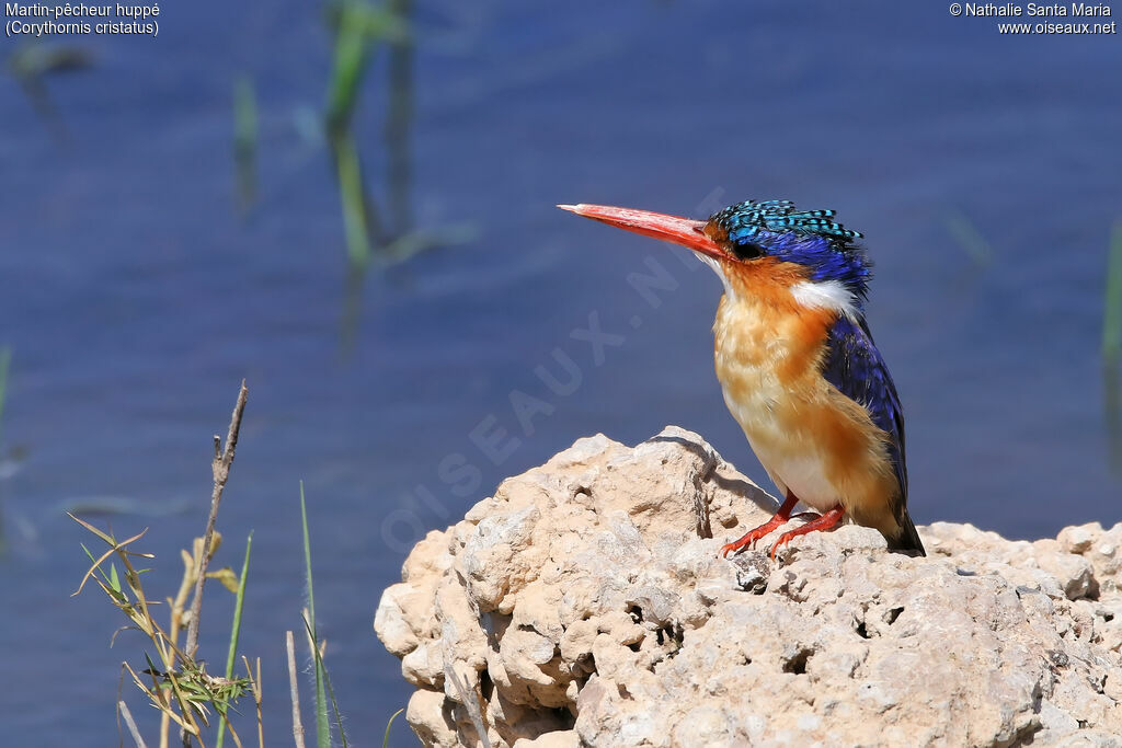 Martin-pêcheur huppéadulte, identification, habitat