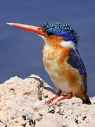 Malachite Kingfisher