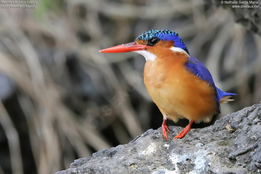 Martin-pêcheur huppéadulte, identification, habitat