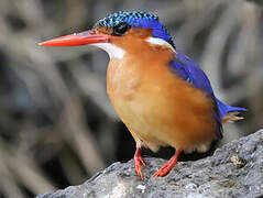 Malachite Kingfisher