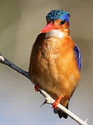 Malachite Kingfisher