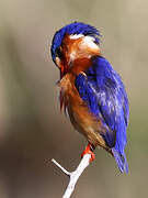 Malachite Kingfisher