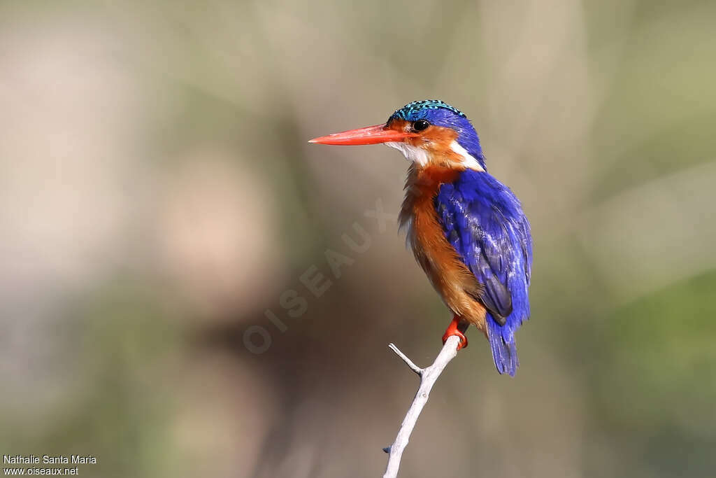 Martin-pêcheur huppéadulte, identification