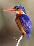 Malachite Kingfisher