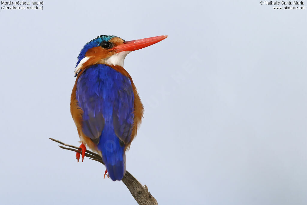 Malachite Kingfisheradult, identification, close-up portrait