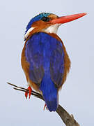 Malachite Kingfisher