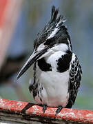 Pied Kingfisher