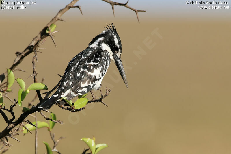 Pied Kingfisher male adult, identification, close-up portrait, fishing/hunting