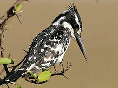 Pied Kingfisher